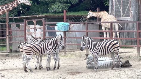 動物 グラントシマウマ Grants Zebra 東武動物公園 埼玉県南埼玉郡 2022 827 Youtube