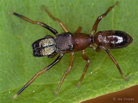 Ant Mimic Jumping Spider Myrmarachne Formicaria Jumping Spider