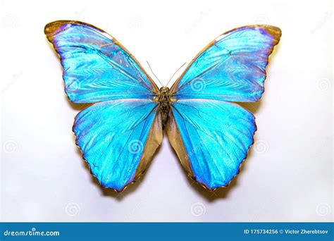 Beautiful Large Bright Butterfly Morpho Menelaus Turquoise Neon Isolated On A White Background