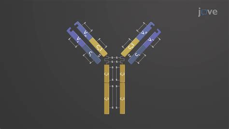 Antibody Structure And Classes Anatomy And Physiology JoVe