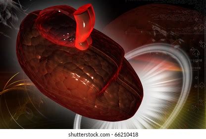 Digital Illustration Heart Eco Cardio Gram Stock Illustration