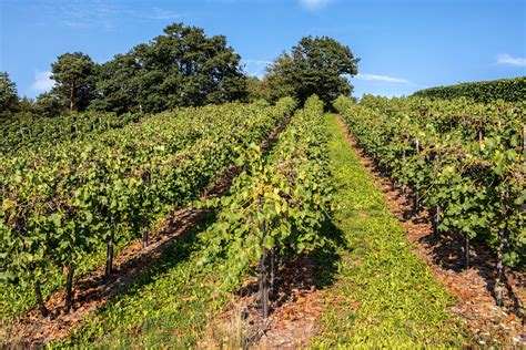 Kostenlose Foto Rebe Weinberg Wein Feld Bauernhof Lebensmittel