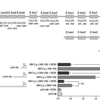 Basal Expression Of SDC 1 And EMT Markers In Epithelial And Prostate