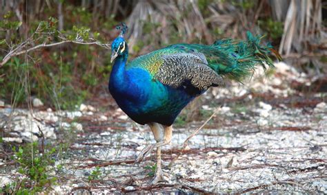 Peacocks Spoonies And Conchs Noni Cay Photography