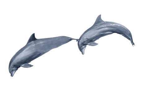 Jumping Dolphins On White Stock Photo Neirfys