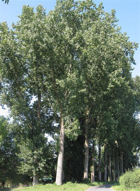 a tree lined road in the middle of a park