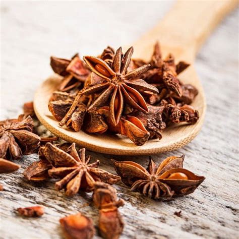 How To Grow Star Anise Care And Growing Star Anise