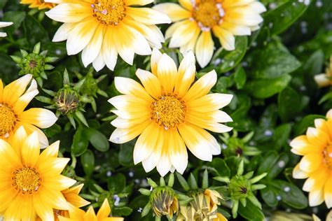 Gazania Rigens F Zany Sunny Side Up Muller Seeds