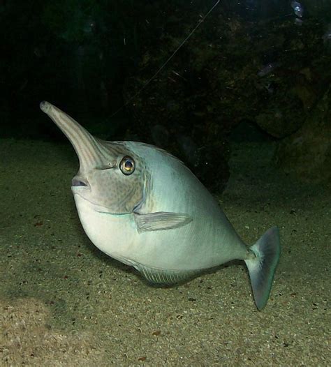 Long Nose Fish Photograph by Sara Raber