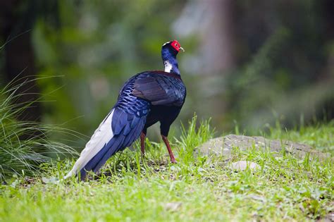 大雪山藍腹鷴 湖光野鳥攝影日誌〈 小溫鏡頭下的光采〉 Udn部落格