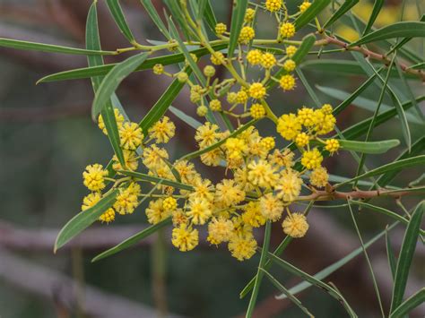 Acacia Uncifolia Coast Wirilda Local Seeds