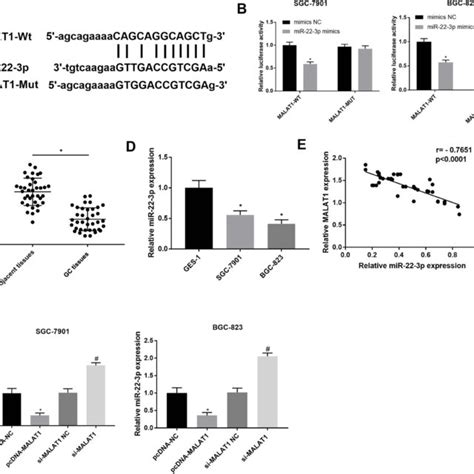 Interaction Between LncRNA MALAT1 And MiR 22 3p A A Binding Site