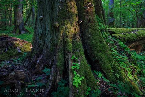 Białowieski Park Narodowy 1605 00303C