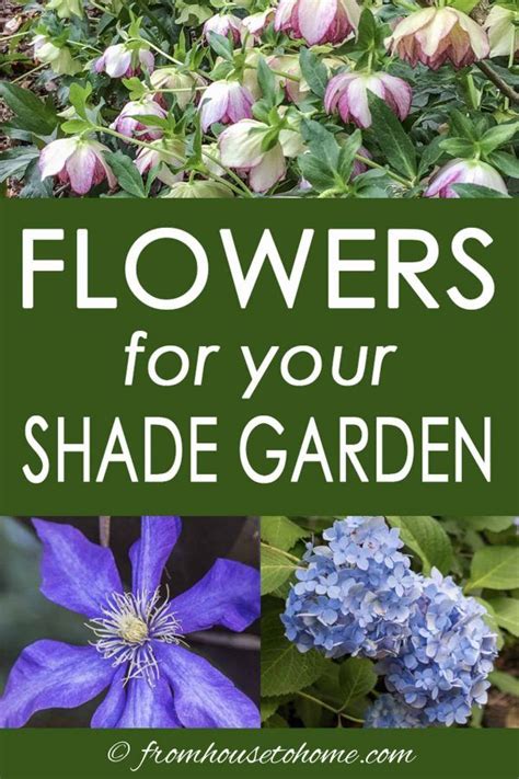 Flowers For Your Shade Garden With Text Overlay