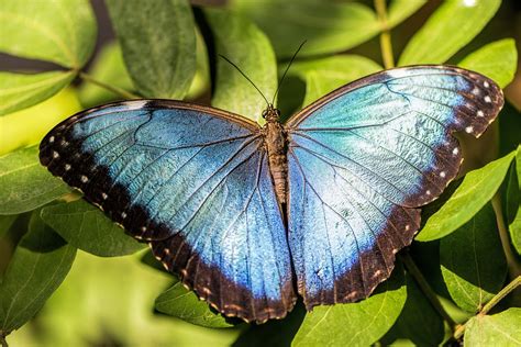 Blue Morpho Butterfly Facts Delfin Amazon Cruises