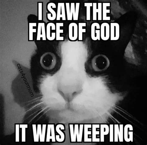 enjoy  caturday bliss  cat memes artofit