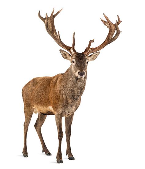 Deer Stock Photos Pictures And Royalty Free Images Istock