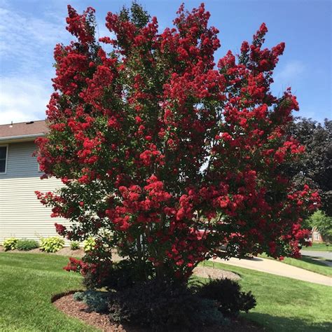 Black Diamond Crepe Myrtle Tree Lagerstroemia Indica Etsy Canada