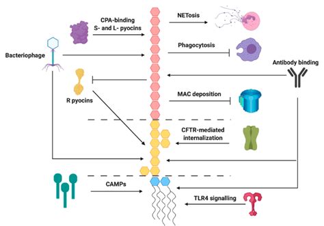 Summary of relevant P. aeruginosa O antigen, core, and lipid A ...