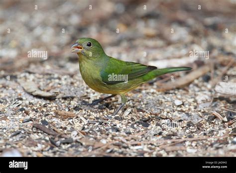 Female Painted Bunting Passerina Ciris On A The Ground Stock Photo