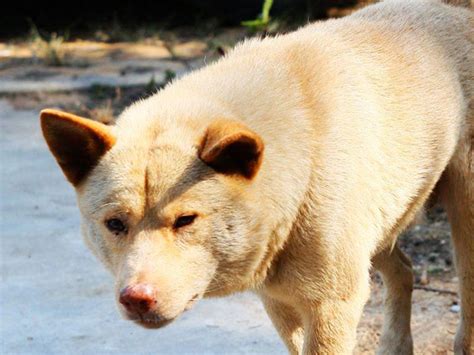 中华田园犬 爱宠网