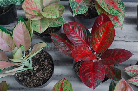 The Sri Fortune Plant Or Pachira Aquatica With Bright Red Leaves Stock