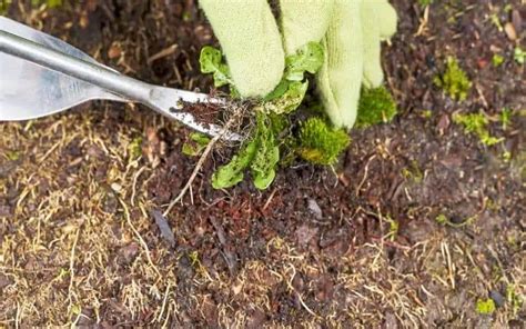 How To Kill Weeds Naturally Without Killing Grass