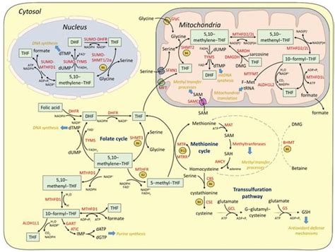 Schematic Representation Of One Carbon Metabolism Associated Pathways