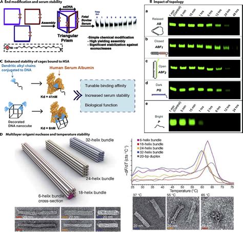 Dna Nanostructures At The Interface With Biology Chem