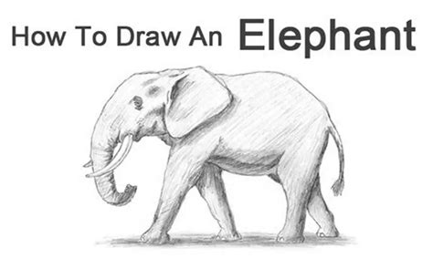 How To Draw An Elephant