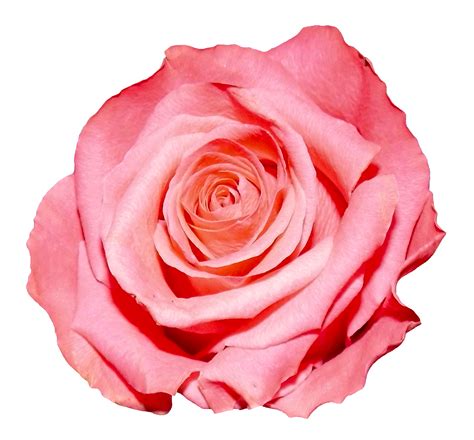 Imagem De Png De Flor Rosa Rosa