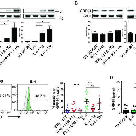 GARP And CD11b Expression On M1 And M2 Macrophages A FACS Analysis Of