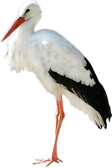 Stork PNG transparent image download, size: 1762x2642px