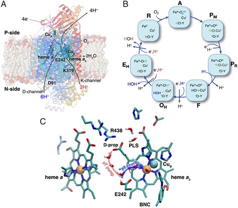 Electric Fields Control Water Gated Proton Transfer In Cytochrome C