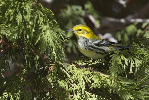 Black Throated Green Warbler San Diego Bird Spot