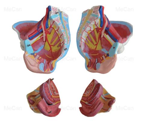 Maqueta De Pelvis Femenina MEDICALPODOTALCA