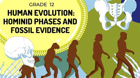 Human Evolution A Timeline Of Early Hominids Infographic Earth How Images