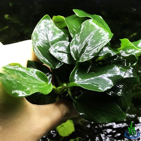 Greenpro Anubias Nana Thick Leaf Potted Live Aquarium Plant Etsy