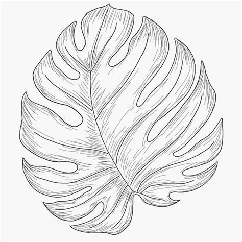 Composante Du Contour Des Feuilles Tropicales Vecteur Premium