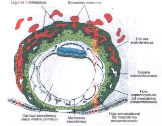 Histo Embriologia Disco Bilaminar