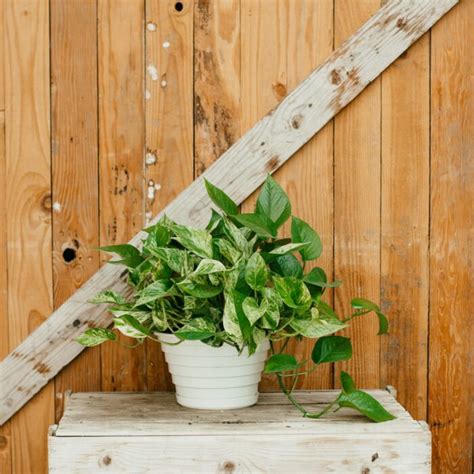 Pothos Marble Queen Campbells Nursery