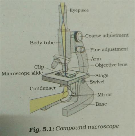 Components Of Compound Microscope Banksvfe