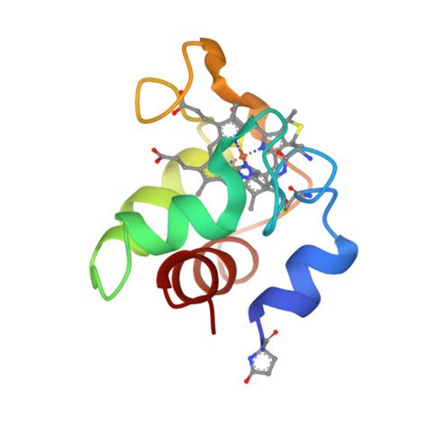 RCSB PDB 1COR INVESTIGATION OF THE SOLUTION CONFORMATION OF