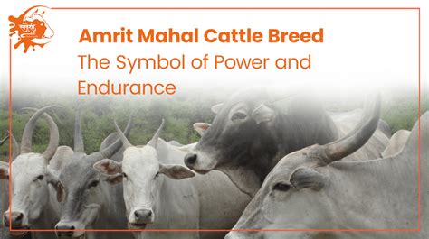 Amrit Mahal Cattle Breed Epitome Of Power And Endurance Swadeshivip