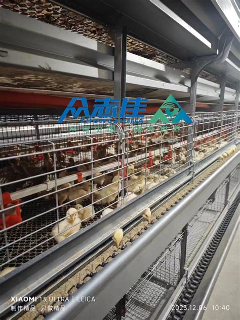 2024 Hot Sale H Type Fully Automatic Battery Chicken Layer Cage For