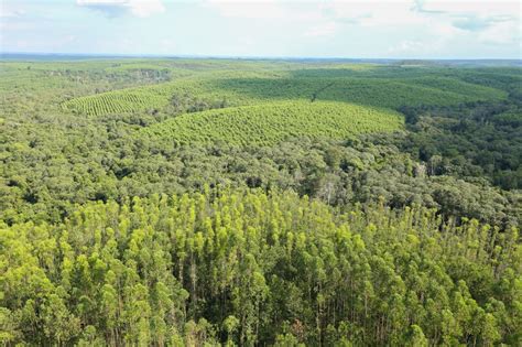 Pengelolaan Hutan Indonesia Jaga Keseimbangan Lingkungan Hidup Forest