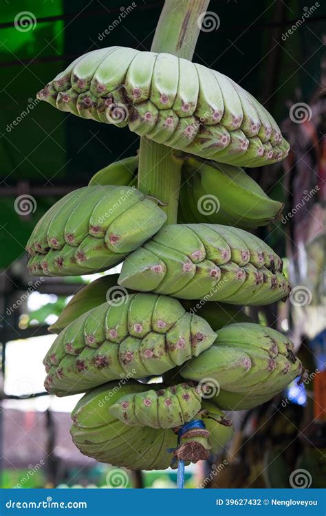 Strange Banana Stock Photo Image Of Vitamin Food Thai 39627432