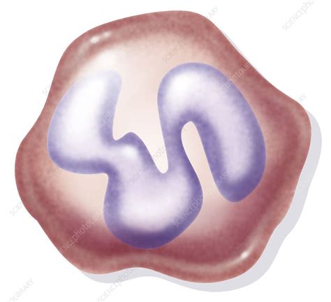 Neutrophil Granulocyte Stock Image C0152474 Science Photo Library