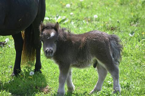 Very Precious Black Shaggy Newborn Miniature Horse Foal Photograph by DejaVu Designs - Fine Art ...