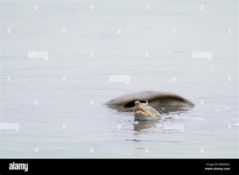 Adult Indian Softshell Turtle Nilssonia Gangetica In Water Keoladeo